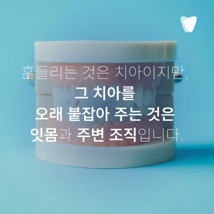 이미지 카드 · 치아가 흔들리는 느낌이 들 때 잇몸부터 봐야 하는 이유