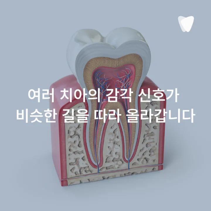 이미지 카드 · 어금니 안쪽이 묵직하게 아픈데 위치가 애매한 이유